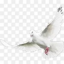 ��ɫ�ֻ�����ƽ��-������