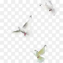 白色手绘飞舞白鸽-空若网 白色手绘飞舞白鸽-空若网