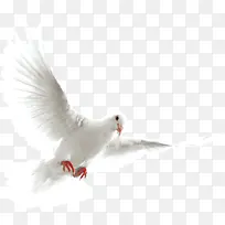 白色手绘白鸽美景-空若网 白色手绘白鸽美景-空若网