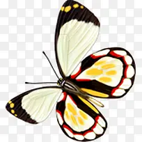 白色唯美蝴蝶手绘-空若网 白色唯美蝴蝶手绘-空若网