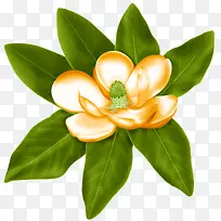 白色栀子花-空若网 白色栀子花-空若网