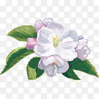 白色栀子花-空若网 白色栀子花-空若网