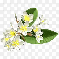 白色栀子花-空若网 白色栀子花-空若网