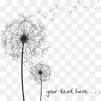 白色蒲公英-空若网 白色蒲公英-空若网