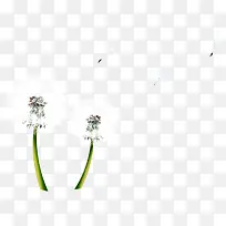 白色蒲公英手绘景色-空若网 白色蒲公英手绘景色-空若网