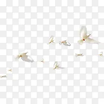 白色白鸽手绘艺术-空若网 白色白鸽手绘艺术-空若网