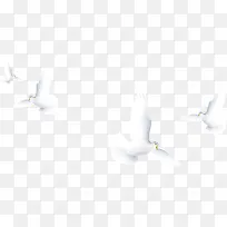 手绘白色和平鸽装饰-空若网 手绘白色和平鸽装饰-空若网