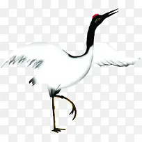 手绘清新白色仙鹤-空若网 手绘清新白色仙鹤-空若网