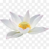 手绘白色唯美荷花-空若网 手绘白色唯美荷花-空若网