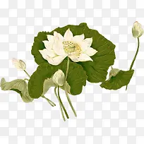 手绘纯洁白色荷花-空若网 手绘纯洁白色荷花-空若网