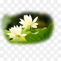 手绘白色纯洁莲花-空若网 手绘白色纯洁莲花-空若网