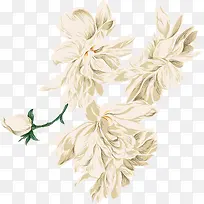 手绘精美白色花卉-空若网 手绘精美白色花卉-空若网