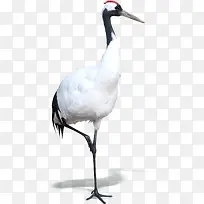 白色手绘仙鹤造型-空若网 白色手绘仙鹤造型-空若网