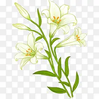 手绘白色清新百合花-空若网 手绘白色清新百合花-空若网