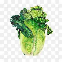 手绘大白菜-空若网 手绘大白菜-空若网