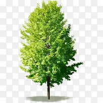 春天白色踏青大树-空若网 春天白色踏青大树-空若网