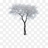 °×É«¶¬¼¾Ñ©ºó´óÊ÷-¿ÕÈôÍø °×É«¶¬¼¾Ñ©ºó´óÊ÷-¿ÕÈôÍø