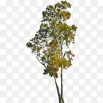高大白桦树实物-空若网 高大白桦树实物-空若网