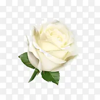 ��ͨ��õ��-������