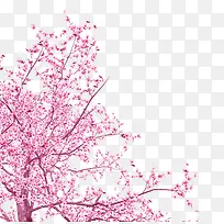 粉色花朵-空若网 粉色花朵-空若网