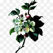 �й��� ˮ�ʻ�  �� ���䱳��Ԫ��-������