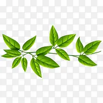 手绘树叶藤蔓免抠素材-空若网 手绘树叶藤蔓免抠素材-空若网