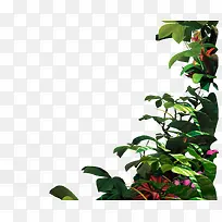创意摄影绿色的藤蔓植物-空若网 创意摄影绿色的藤蔓植物-空若网
