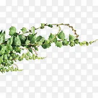 高清摄影绿色的植物藤蔓-空若网 高清摄影绿色的植物藤蔓-空若网