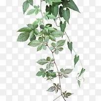 ��ɫ���崴��ݱ�ֲ��������Ӱ-������