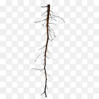 ��֦-������