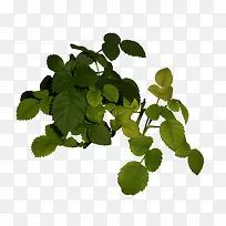 藤草-空若网 藤草-空若网