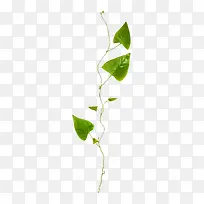 草藤-空若网 草藤-空若网