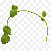 树枝-空若网 树枝-空若网