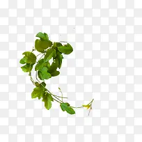 Ê÷ÌÙ-¿ÕÈôÍø Ê÷ÌÙ-¿ÕÈôÍø