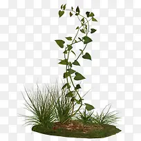 �̲�������Ҷ-������