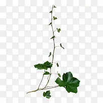 绿藤青藤藤蔓树枝-空若网 绿藤青藤藤蔓树枝-空若网