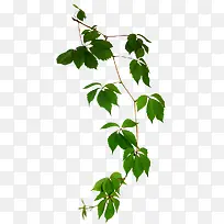 ����Ҷ����Ҷ��֦-������