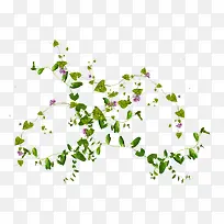 藤蔓 枝叶 树叶 树枝 png-空若网 藤蔓 枝叶 树叶 树枝 png-空若网