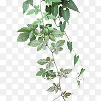 ������Ӱ�ݱ�ֲ����Ҷ����-������