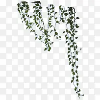 创意摄影效果合成树叶藤蔓-空若网 创意摄影效果合成树叶藤蔓-空若网