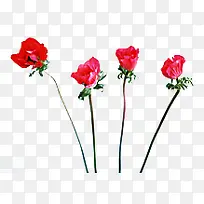 粉色春季促销花朵-空若网 粉色春季促销花朵-空若网