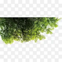 清新春季促销植物-空若网 清新春季促销植物-空若网