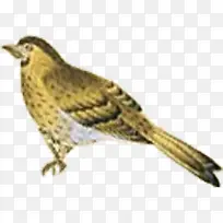 �ֻ�С���Ա���������-������