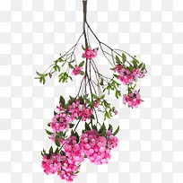 ��ɫΨ�����䵹����֦-������