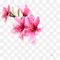 唯美水彩粉色花朵-空若网 唯美水彩粉色花朵-空若网
