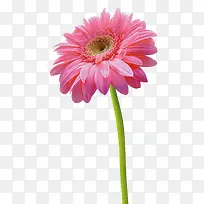 Ψ����ɫ������Ӱͼ-������