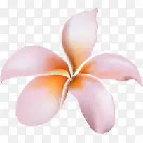 粉色花朵可爱唯美-空若网 粉色花朵可爱唯美-空若网