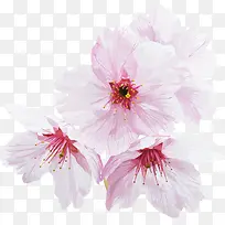 淡粉色唯美小花可爱-空若网 淡粉色唯美小花可爱-空若网