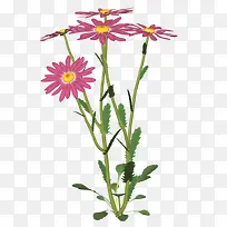 粉色时尚小花唯美-空若网 粉色时尚小花唯美-空若网