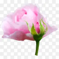 粉色可爱唯美花朵-空若网 粉色可爱唯美花朵-空若网